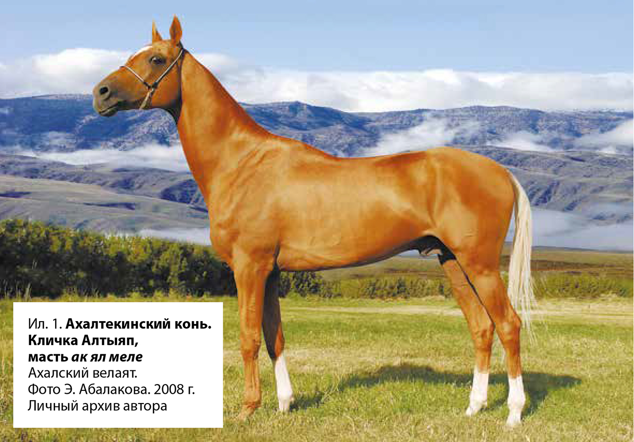 Эксперт НОЦ «Большой Алтай»: «Рекомендую изучить именно эту книгу о лошадях и их снаряжении»